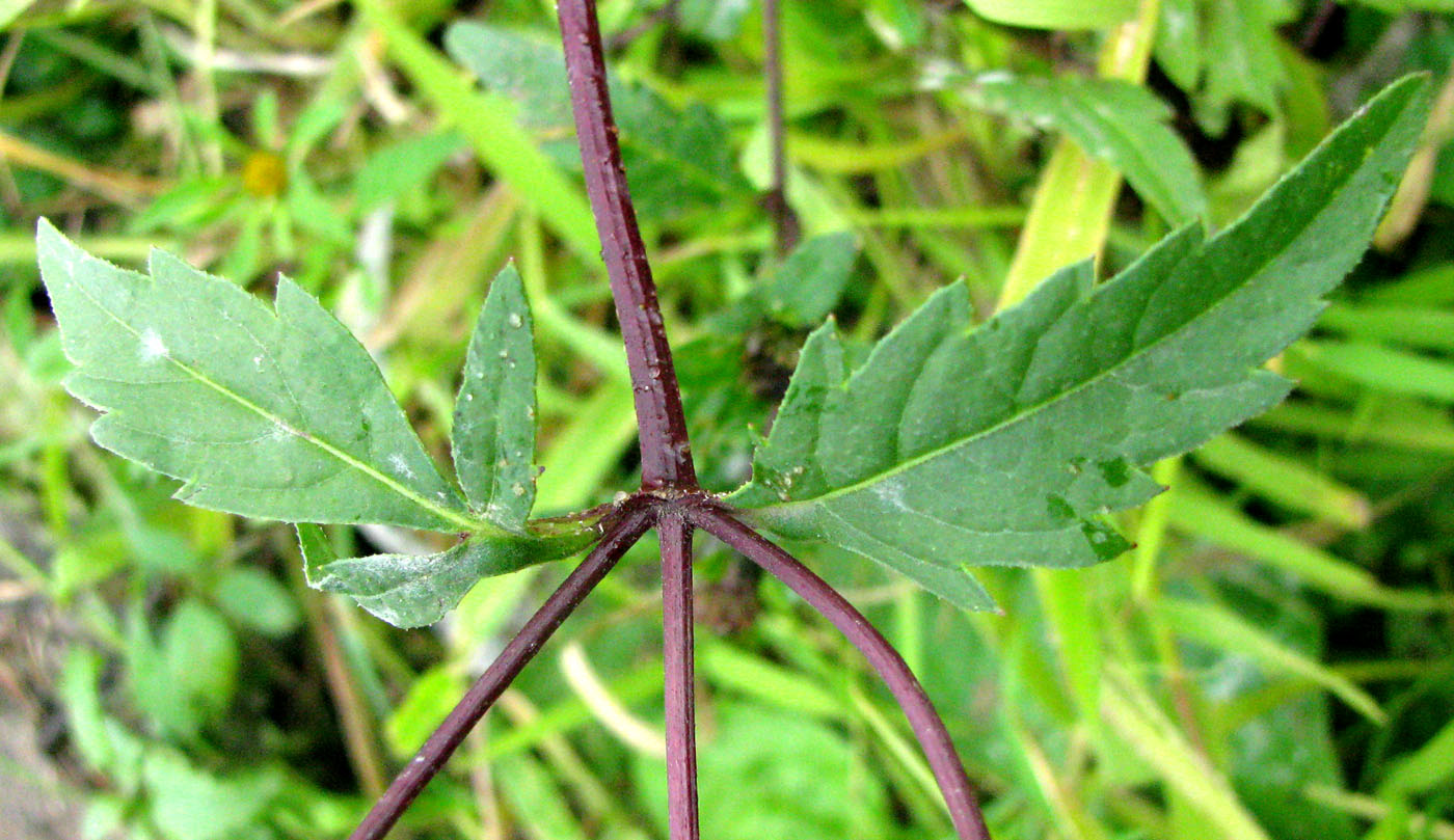 Image of Bidens &times; garumnae specimen.