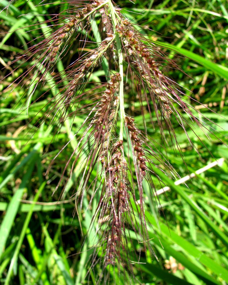 Изображение особи Echinochloa crus-galli.