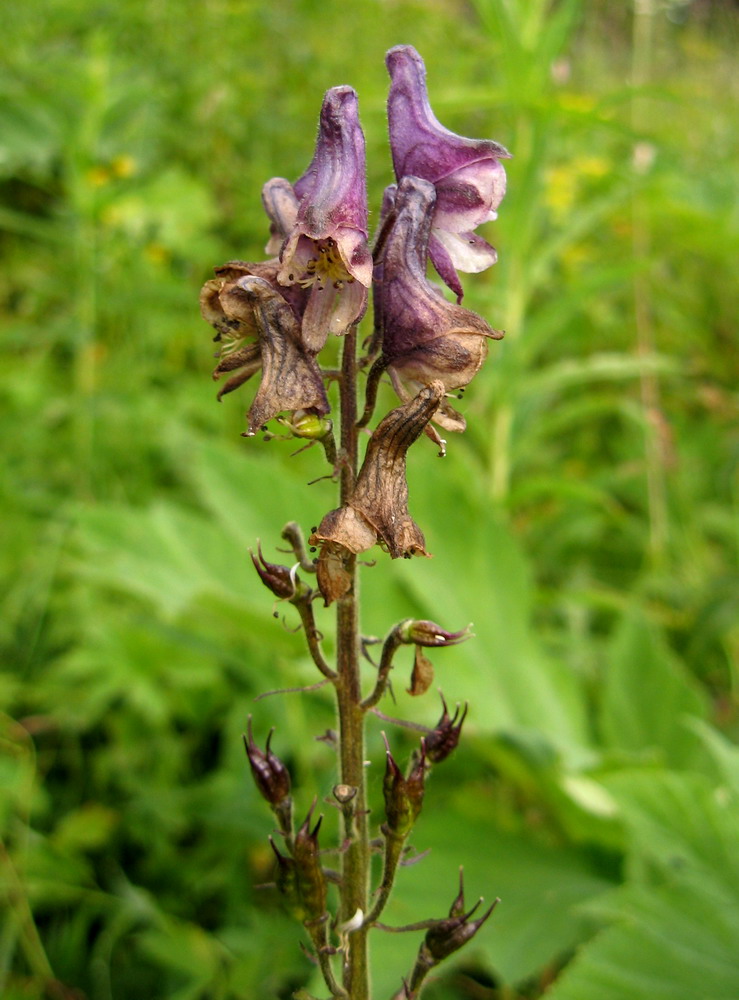 Image of Aconitum bujbense specimen.