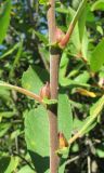 Salix cinerea