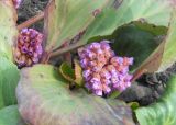 Bergenia crassifolia