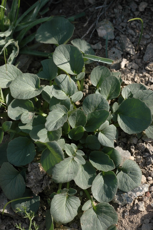 Image of Valeriana ficariifolia specimen.