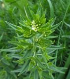 Lithospermum officinale