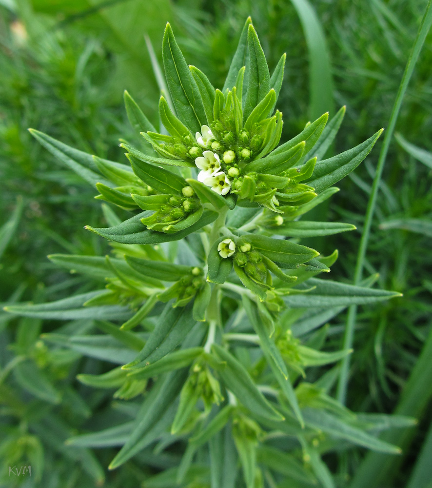 Изображение особи Lithospermum officinale.