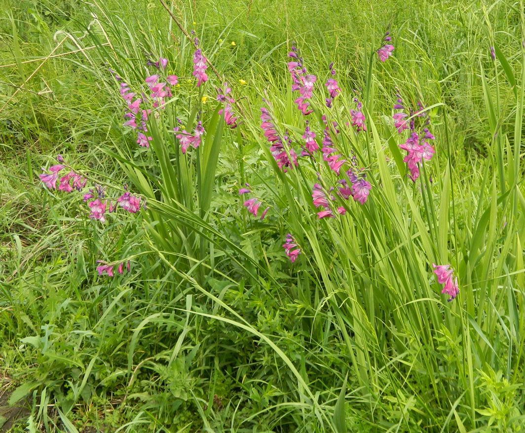 Image of Gladiolus imbricatus specimen.