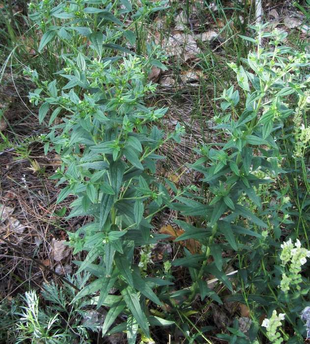 Image of Lithospermum officinale specimen.