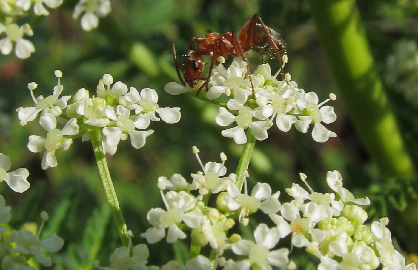 Изображение особи Conium maculatum.