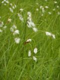 Eriophorum komarovii. Верхние части стеблей с соплодиями. Приморский край, Партизанский р-н, п-ов Трудный, вблизи оз. Лебединого на сыром лугу. 16.06.2012.