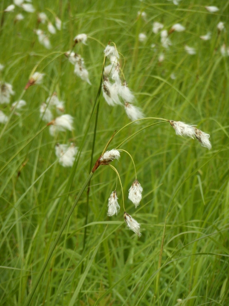 Изображение особи Eriophorum komarovii.