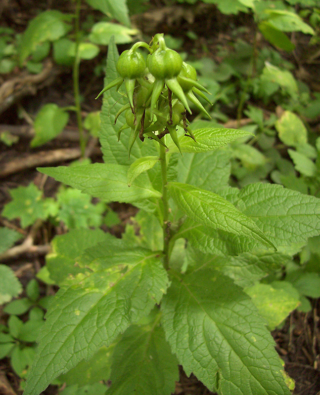 Image of Campanula latifolia specimen.