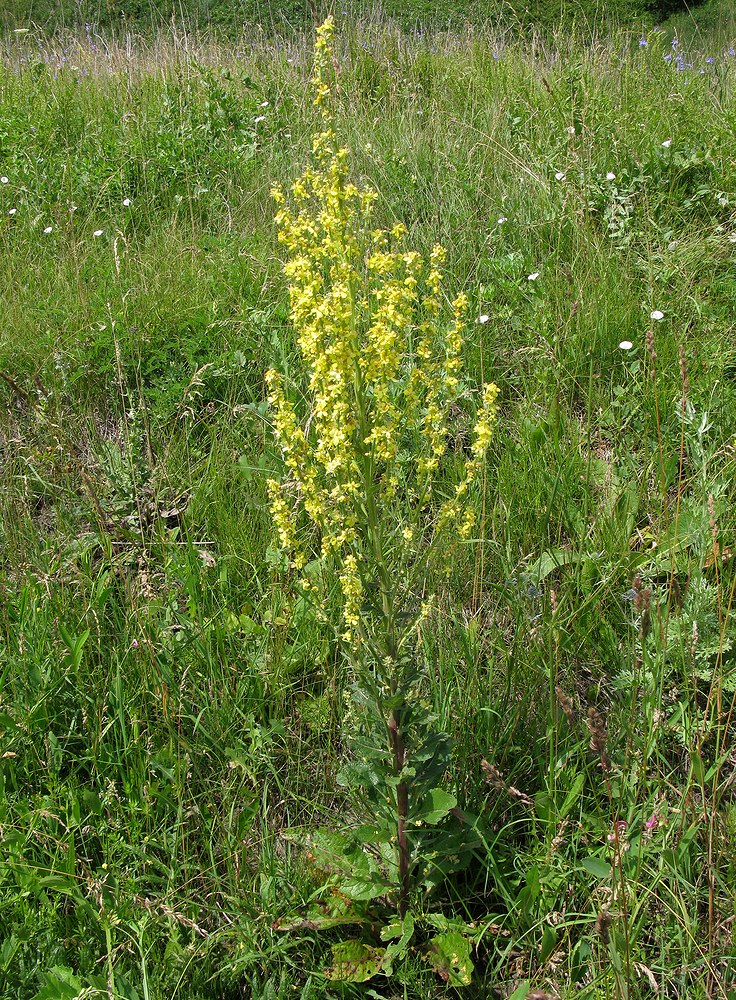 Изображение особи Verbascum lychnitis.