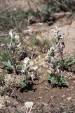Corydalis ledebouriana. Цветущие растения. Южный Казахстан, горы Каракус. 03.04.2012.