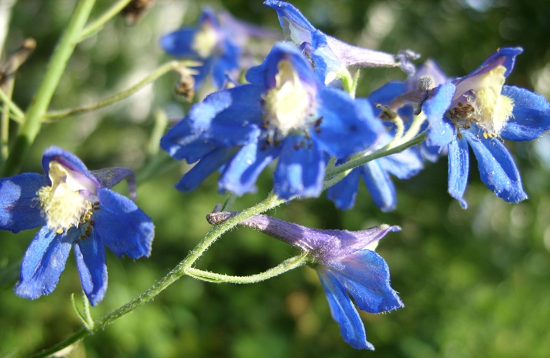 Изображение особи Delphinium uralense.