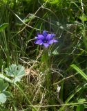 Gentiana dshimilensis