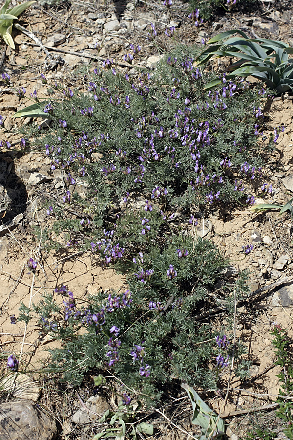 Изображение особи Astragalus falcigerus.