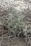 Halimocnemis mollissima. Вегетирующее растение. Южный Казахстан, правобережье Сыр-Дарьи выше устья Арыси. 29.05.2012.