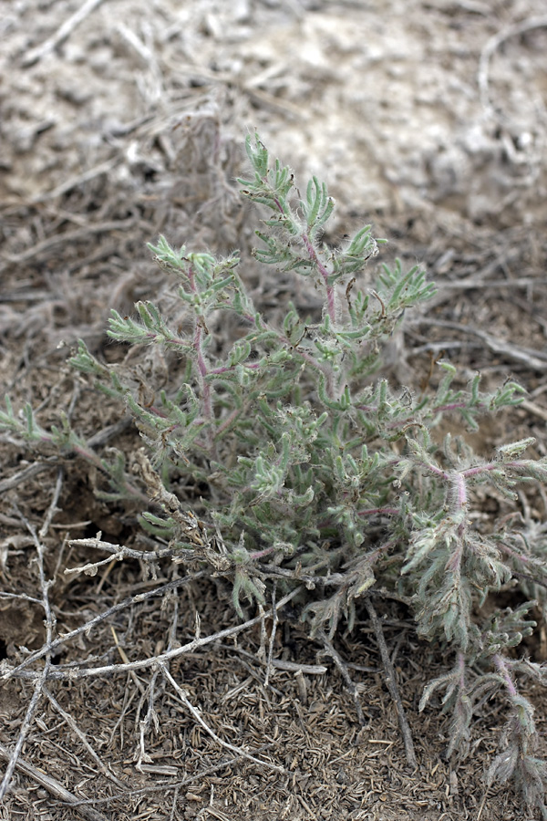 Image of Halimocnemis mollissima specimen.