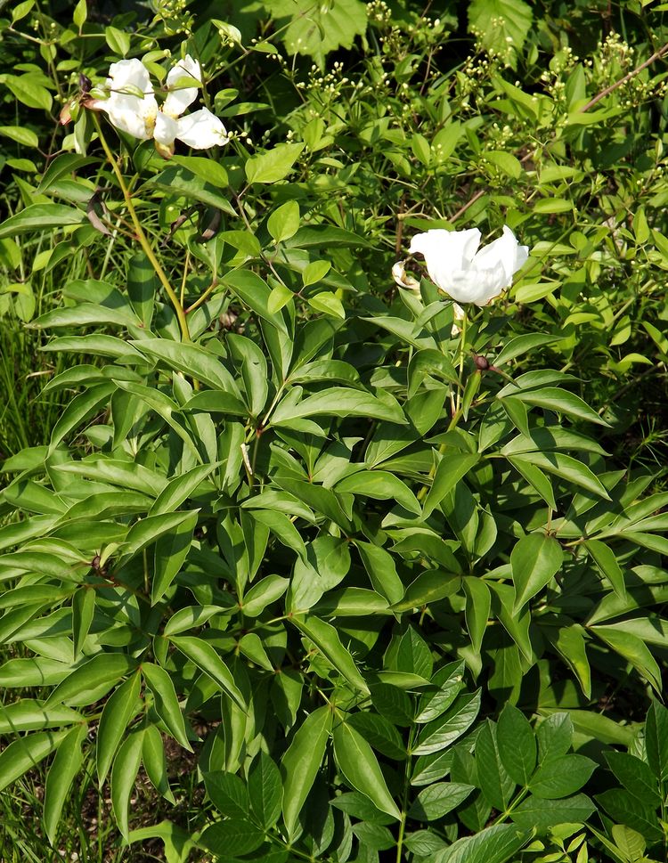 Image of Paeonia lactiflora specimen.