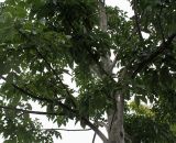 Tetradium daniellii. Часть кроны молодого дерева. Нидерланды, г. Venlo, \"Floriada 2012\". 11.09.2012.