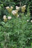 Filipendula palmata