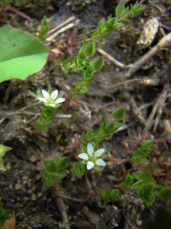 Image of Arenaria uralensis specimen.