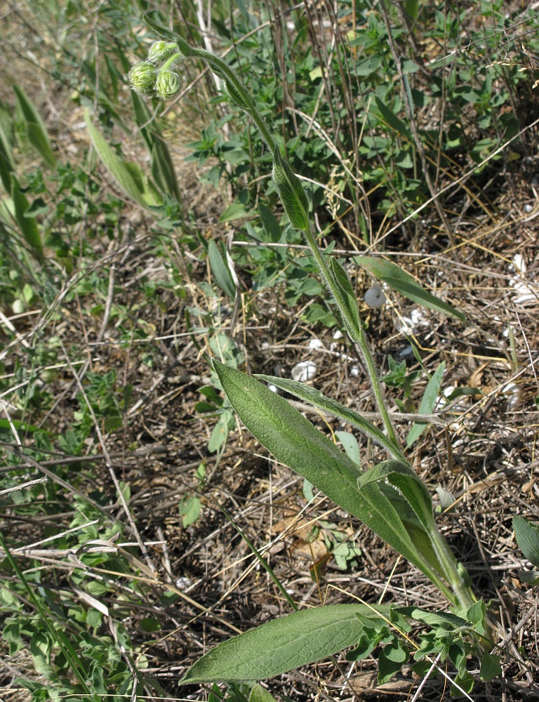 Image of Inula oculus-christi specimen.