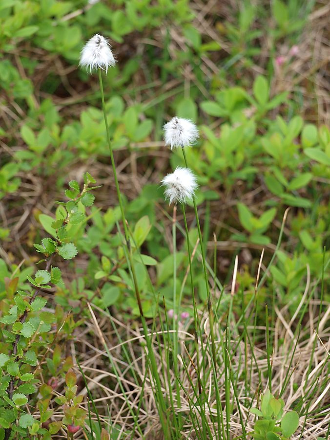 Image of Eriophorum vaginatum specimen.