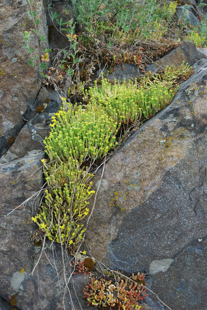 Image of Sedum acre specimen.