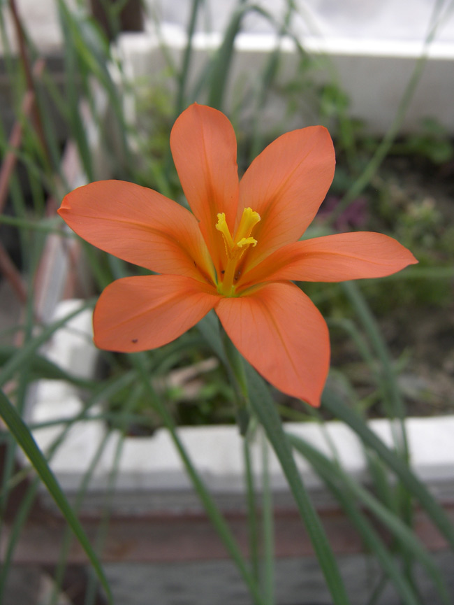 Изображение особи Moraea collina.