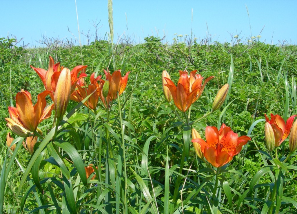 Image of Lilium pensylvanicum specimen.