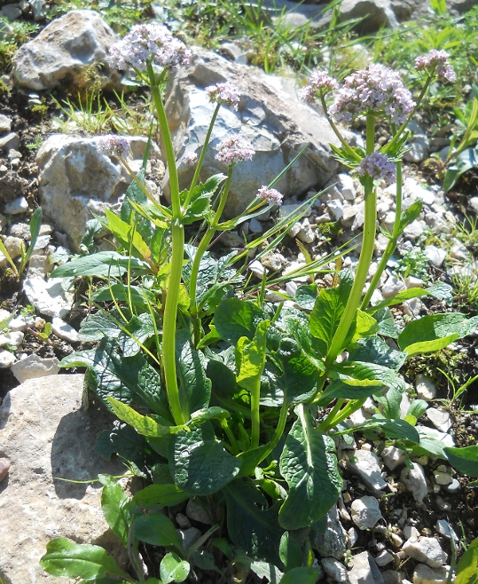 Изображение особи Valeriana simplicifolia.