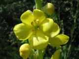 Verbascum phlomoides