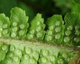 Dryopteris crassirhizoma. Сегмент вайи с сорусами (вид снизу) Владивосток, Ботанический сад-институт ДВО РАН. 13 июня 2012 г.