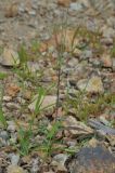 genus Digitaria. Цветущее растение. Хабаровский край, сопка Двух Братьев. 26.07.2012.