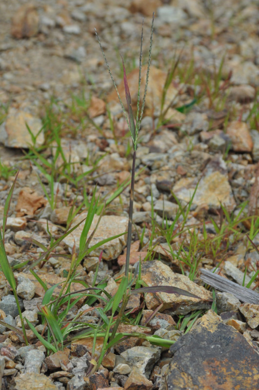 Image of genus Digitaria specimen.