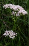 Valeriana officinalis. Соцветие. Ростовская обл., дельта Дона, Азовский р-н, окр. хутора Узяк. 01.06.2012.