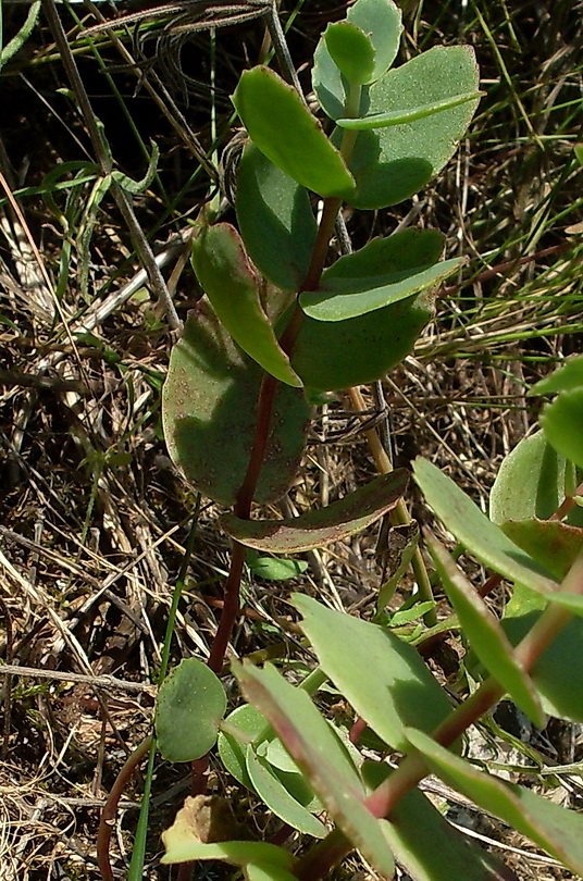 Изображение особи Hylotelephium stepposum.
