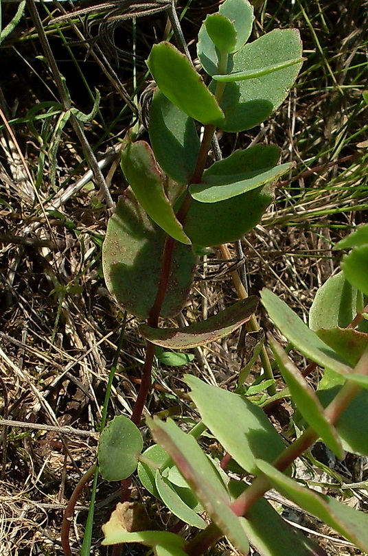 Image of Hylotelephium stepposum specimen.