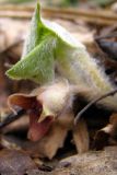 Asarum europaeum