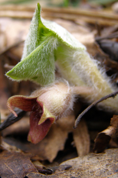 Image of Asarum europaeum specimen.