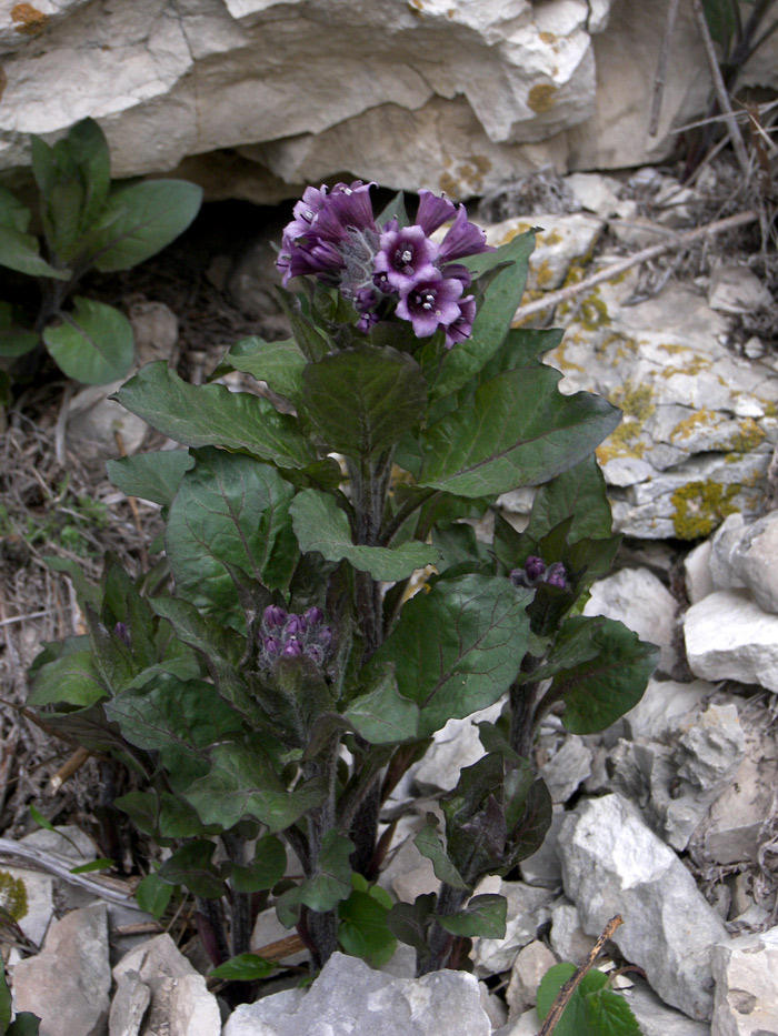 Image of Physochlaina orientalis specimen.