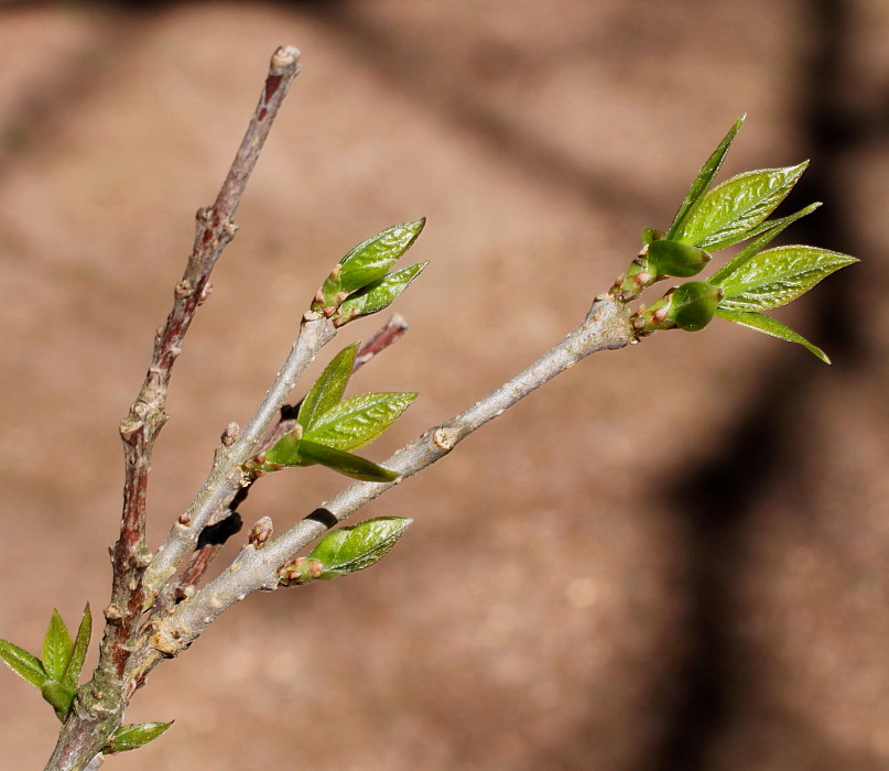 Image of Chimonanthus praecox specimen.