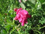 Lathyrus tuberosus