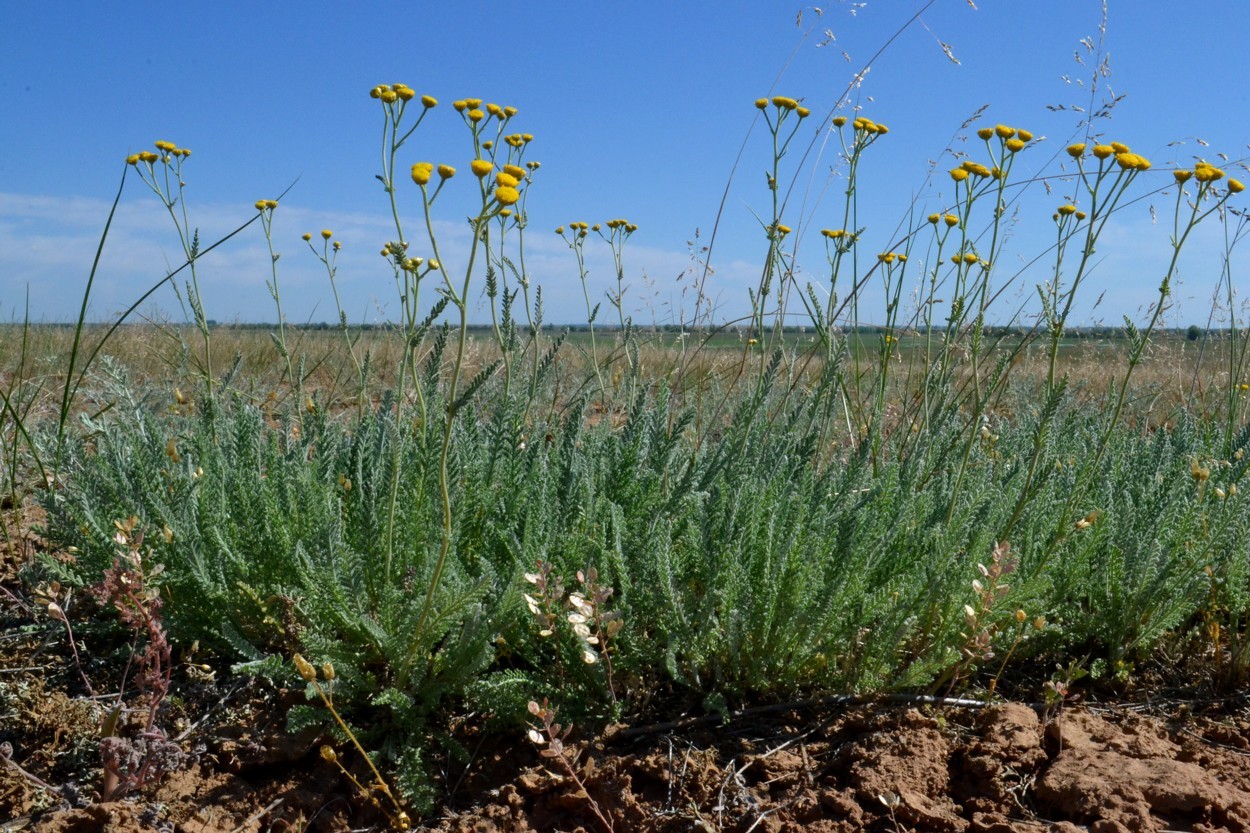 Изображение особи Tanacetum achilleifolium.