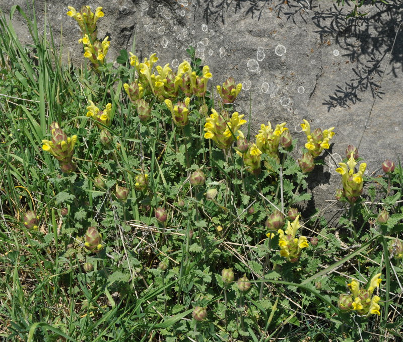 Image of Scutellaria platystegia specimen.