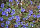 Veronica capsellicarpa