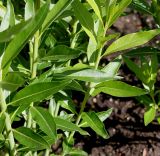 Amsonia tabernaemontana