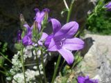 Campanula taurica