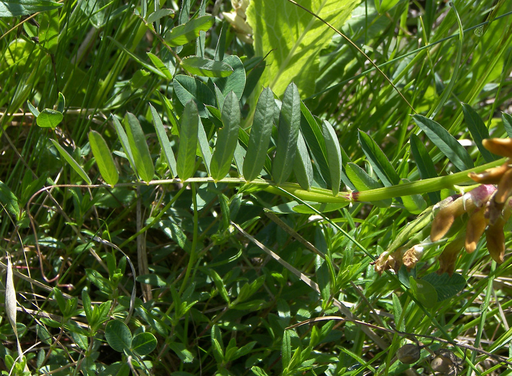 Image of Vicia balansae specimen.