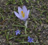 Crocus veluchensis